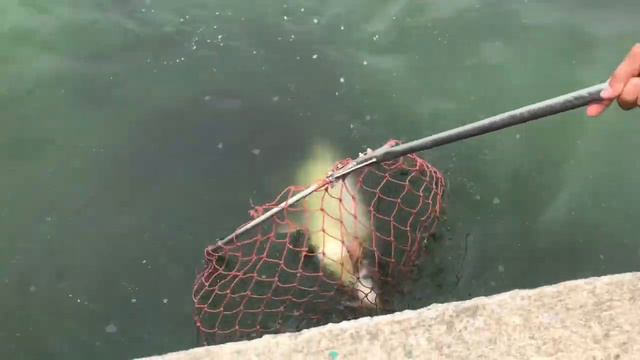 Pattaya BIG fishing Jomtien Fishing Park パタヤ ナマズ釣り смотреть онлайн