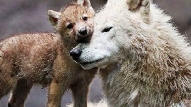 Пять лет назад мужчина спас жизнь волчице и её щенкам. Спустя это время стая сама нашла его. смотреть онлайн