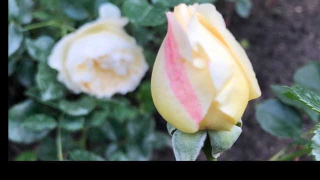 Утончённая Роза “ Lemon Vaza ” смотреть онлайн