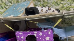 Как обустроить клетку крысе ?