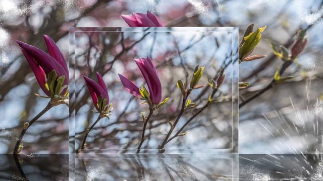 МУЗЫКА ВЕСНЫ. Сергей Чекалин -автор музыки смотреть онлайн