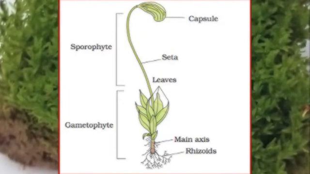 TO STUDY THE CHARACTERSTICS OF SPIROGYRA,AGARICUS,MOSS,FERN,PINUS AND AN ANGIOSPERM PLANT смотреть онлайн