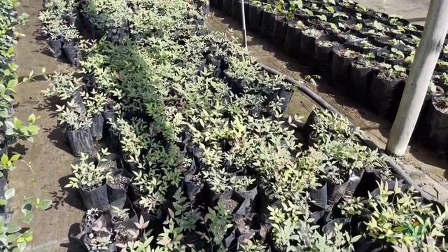 How to EASILY Grow Nandina domestica from SEED and make money. Heavenly Bamboo Propagation