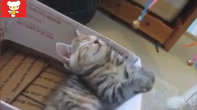 Смешные кошки