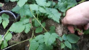 Ежемалина Тейберри из стеблевых черенков в речном песке.