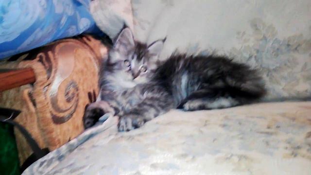 Мейн-Кун серебро смотреть онлайн