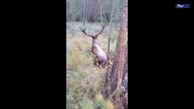 Спасение оленя из болота волковысскими охотниками смотреть онлайн
