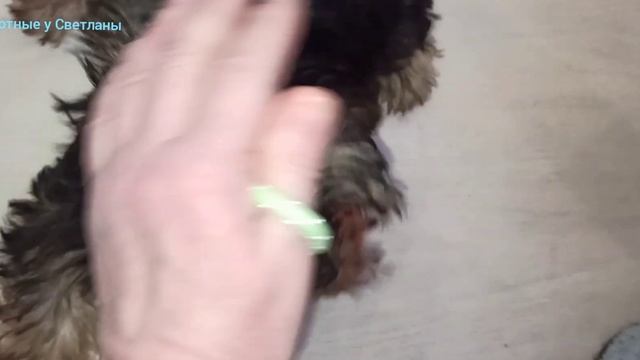 Щенок-йорк Ева. Возраст- 5 месяцев.Какая она стала, что уже умеет? ? смотреть онлайн