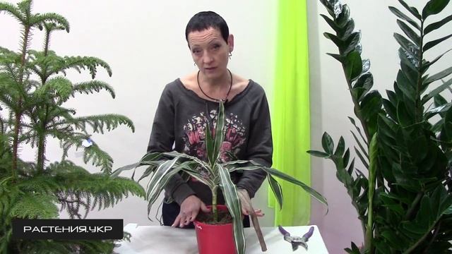 Растения комнатные / Какая проблема возникает при покупке растений в магазине? смотреть онлайн