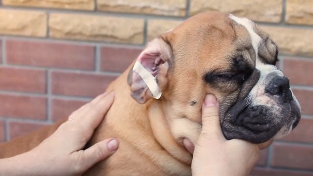 Как восстановить ухо типа "роза" у английского бульдога смотреть онлайн