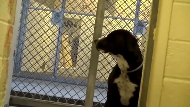 Пёс из приюта не смог сдержать слёз, когда понял, что его пришли забрать, а не усыпить! смотреть онлайн