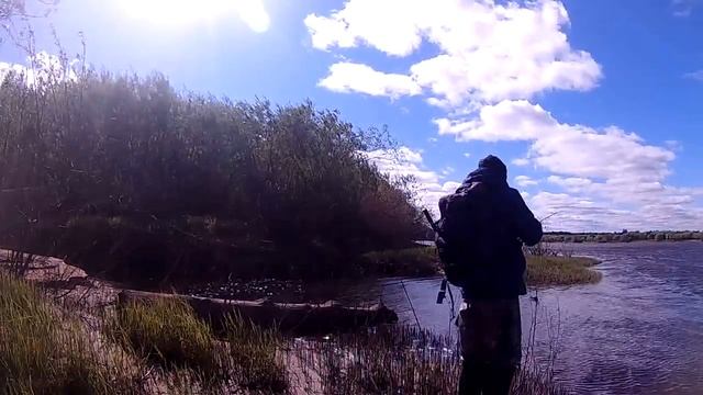 ЭТА ПРИМАНКА СПАСЛА РЫБАЛКУ! Окуню понравилась обнова. Спиннинг 2018 - Болен Рыбалкой №515 смотреть онлайн