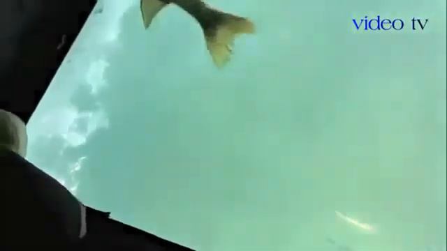 Рыбалка острогой в проруби. смотреть онлайн