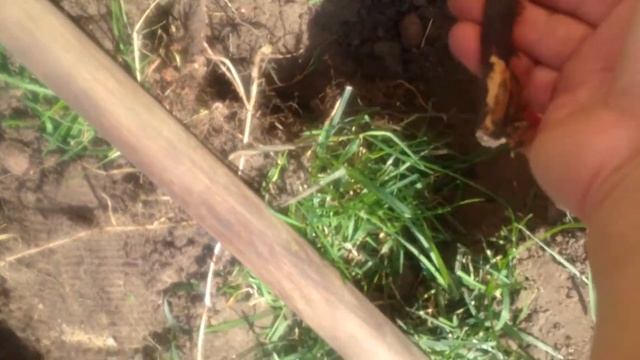 Розы в моем саду. Пересадка девятилетний розы Симпати смотреть онлайн