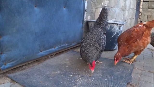 Домашние птицы- звук и имя - крик петуха -курица гусь утка индюк- Farm animals смотреть онлайн