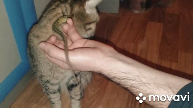Реакция кошек на наших прытких ящериц смотреть онлайн