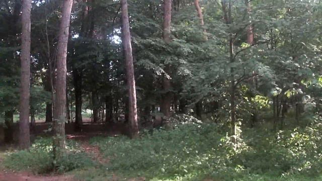 Ураган в Москве (кто живёт в дупле?) смотреть онлайн