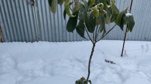 Зимовка мушмулы японской