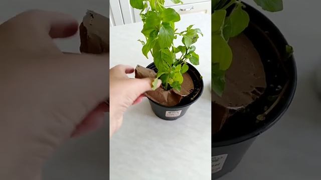 Купить ШОКОЛАДНУЮ мяту #shorts смотреть онлайн