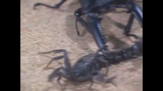 Бои Жуков: Скорпион против Жука Оленя. смотреть онлайн