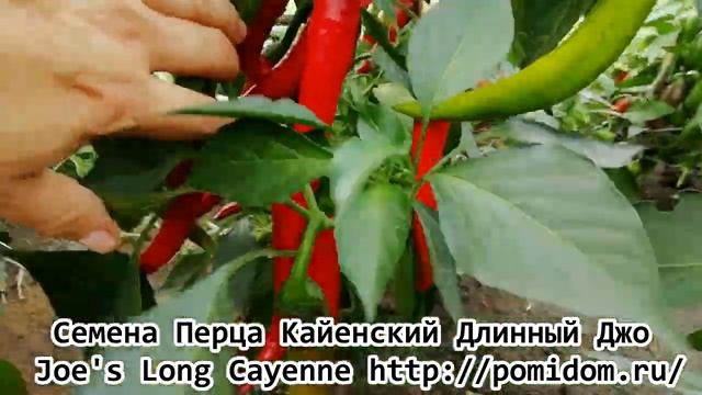 Перец Кайенский Длинный Джо - Joe's Long Cayenne смотреть онлайн