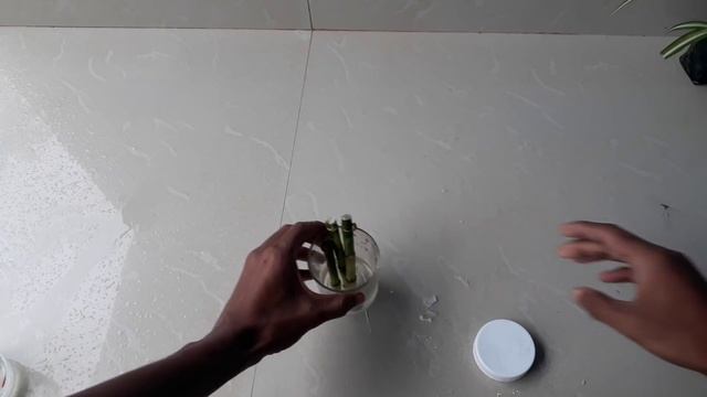 How to grow lucky bamboo from cuttings смотреть онлайн