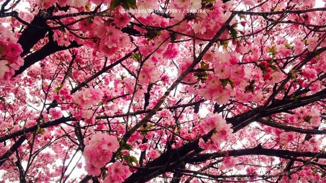 Sakura (Sakurada Seiko) [FREE ORIENTAL TRAP BEAT]