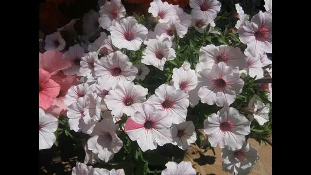 Счастья, здоровья и Радости и с днём Рождения всех в семье Иланочки и Аллочки! смотреть онлайн