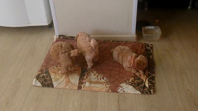 КРОШКИ смотреть онлайн