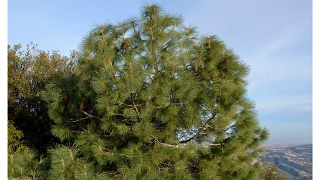 Семена сосны сабина продажа купить смотреть онлайн