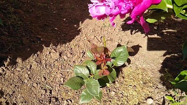 ?%ПЕРЕСОРТ РОЗ. Краснодарский интернет магазин Садовый край. смотреть онлайн