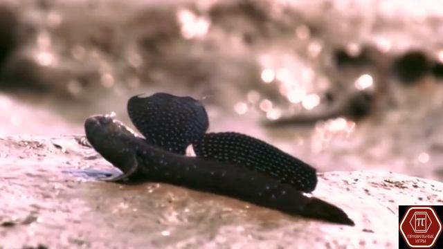 Полет. ЭВОЛЮЦИЯ. ЭФФЕКТ БАБОЧКИ. Настольная игра. Дополнение. смотреть онлайн