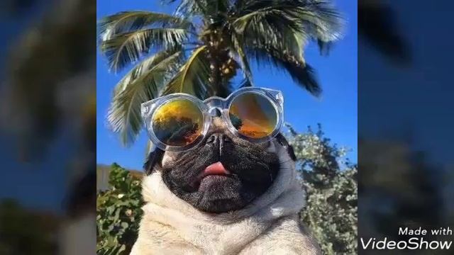 Карликовых пород собак смотреть онлайн