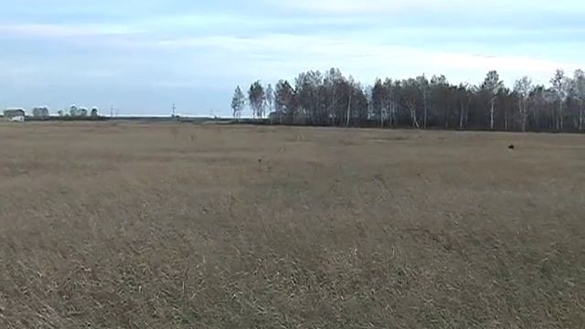 irish setter hunting смотреть онлайн