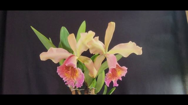 Cattleya Fulvescens Spotlight Video