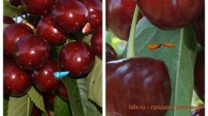 Черешня плодовая Ипуть-Чудо-вишня ? обзор: как сажать, саженцы черешни Ипуть-Чудо-вишня