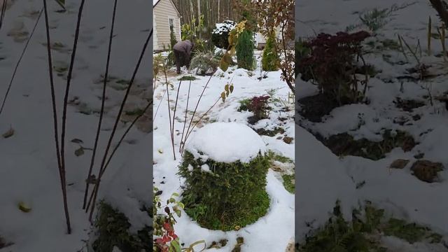 Готовим сад к зиме 29.10.23год смотреть онлайн