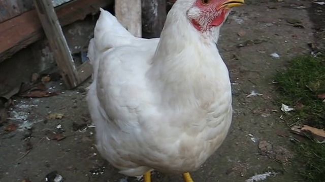Курица хрипит и стонет. Что с ней? смотреть онлайн
