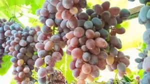 беседочный виноград