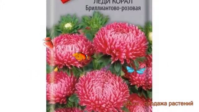 Астра обыкновенный Красная (krasnaya) ? астра Красная обзор: как сажать семена астры Красная смотреть онлайн