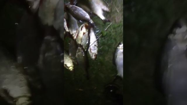 Рыбалка на Сарысу смотреть онлайн