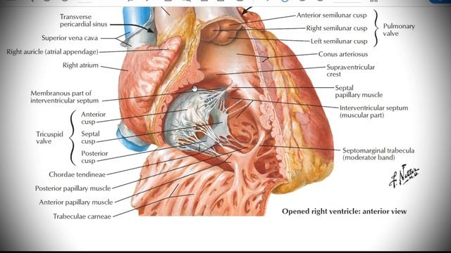 Анатомия с АВ. Сердце (cor) - 1. смотреть онлайн