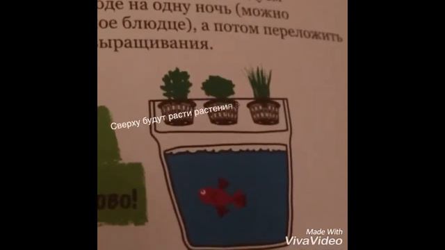 У меня новый питомец: РЫБКА ПЕТУШОК!!! смотреть онлайн