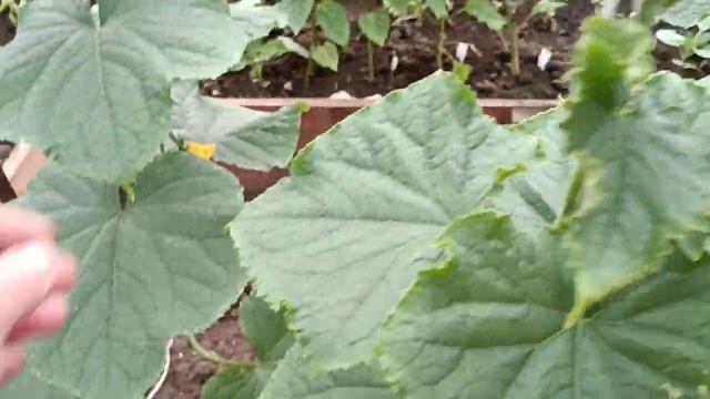 25 мая 2023 г. Поливаем огород. Удобряю томаты. смотреть онлайн