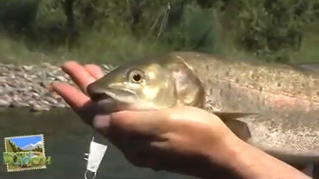 Ловля хариуса на озере Байкал Золотая коллекция смотреть онлайн