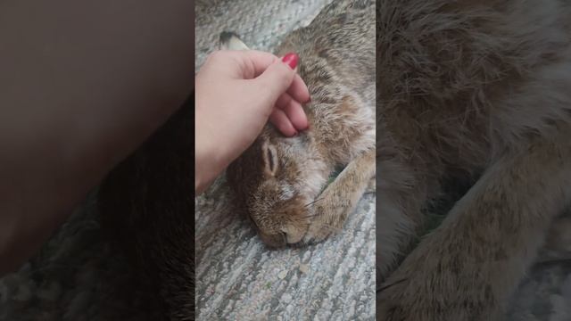 Зая спит, она устала. Что снится Алисе? Не рокот космодрома, не эта ледяная синева, а снится ей..) смотреть онлайн