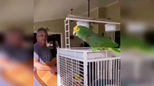 Самые смешные попугаи со всего мира смотреть онлайн