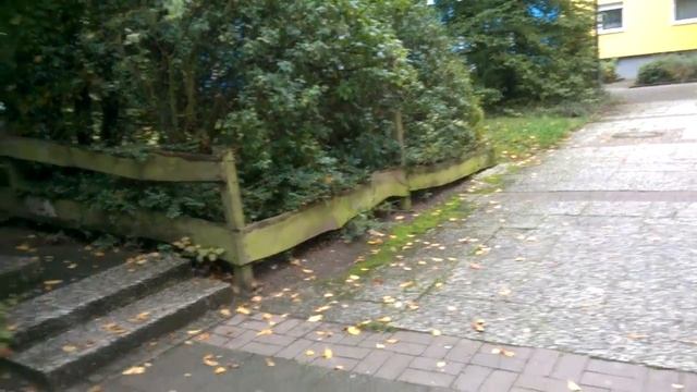 Крысы в Германии бегают по улицам.