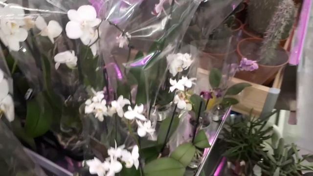 ОРХИДЕИ  в новом Leroy Merlin Краснодар