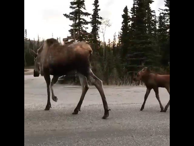 Dangerous ⚠️ смотреть онлайн